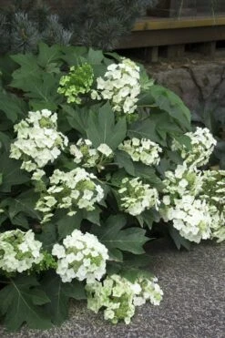 Pee Wee Dwarf Oakleaf Hydrangea - 3 Gallon Pot -Hydrangeas Zone Hydrangea Oakleaf Pee Wee 11 1