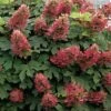 Ruby Slippers Dwarf Oakleaf Hydrangea - 2 Gallon Pot -Hydrangeas Zone Hydrangea Oakleaf Ruby Slippers 500x750 1