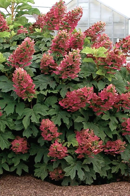 Ruby Slippers Dwarf Oakleaf Hydrangea - 1 Gallon Pot 3 Ruby Slippers Dwarf Oakleaf Hydrangea - 1 Gallon Pot
