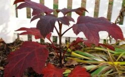 Ruby Slippers Dwarf Oakleaf Hydrangea - 2 Gallon Pot -Hydrangeas Zone Hydrangea Oakleaf Ruby Slippers Fall Foliage Color