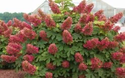 Ruby Slippers Dwarf Oakleaf Hydrangea - 7 Gallon Pot -Hydrangeas Zone Hydrangea Oakleaf Ruby Slippers Full Bloom 1