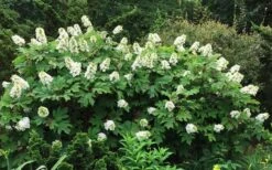 Semmes Beauty Oakleaf Hydrangea - 3 Gallon Pot -Hydrangeas Zone Hydrangea Oakleaf Semmes Beauty 10