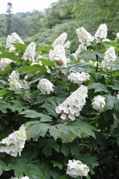 Snow Queen Oakleaf Hydrangea - 3 Gallon Pot -Hydrangeas Zone Hydrangea Oakleaf Snow Queen 10