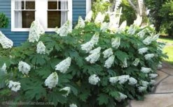 Snow Queen Oakleaf Hydrangea - 3 Gallon Pot -Hydrangeas Zone Hydrangea Oakleaf Snow Queen 11