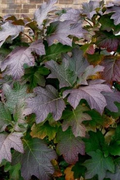 Snow Queen Oakleaf Hydrangea - 1 Gallon Pot -Hydrangeas Zone Hydrangea Oakleaf Snow Queen 3 1