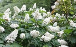 Snow Queen Oakleaf Hydrangea - 3 Gallon Pot -Hydrangeas Zone Hydrangea Oakleaf Snow Queen 6