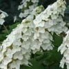 Snow Queen Oakleaf Hydrangea - 1 Gallon Pot -Hydrangeas Zone Hydrangea Oakleaf Snow Queen 8 1
