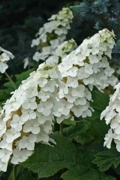 Snow Queen Oakleaf Hydrangea - 1 Gallon Pot