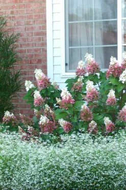 Pinky Winky Hydrangea - 3 Gallon Pot -Hydrangeas Zone Hydrangea Pinky Winky 12