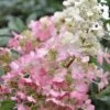 Pinky Winky Hydrangea - 3 Gallon Pot -Hydrangeas Zone Hydrangea Pinky Winky BS