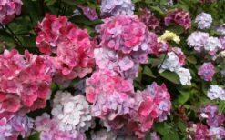 Preziosa Multi Color Hydrangea - 1 Gallon Pot -Hydrangeas Zone Hydrangea Preziosa 18 1