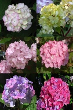 Preziosa Multi Color Hydrangea - 1 Gallon Pot -Hydrangeas Zone Hydrangea Preziosa 19 1