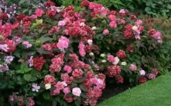 Preziosa Multi Color Hydrangea - 3 Gallon Pot -Hydrangeas Zone Hydrangea Preziosa 7