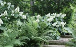 Alice Oakleaf Hydrangea - 3 Gallon Pot -Hydrangeas Zone Hydrangea Quercifolia Oakleaf 50