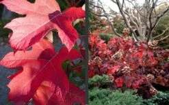 Semmes Beauty Oakleaf Hydrangea - 3 Gallon Pot -Hydrangeas Zone Hydrangea Semmes Beauty Fall Foliage Color