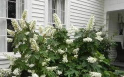 Semmes Beauty Oakleaf Hydrangea - 3 Gallon Pot -Hydrangeas Zone Hydrangea Semmes Beauty Home Foundation Planting