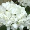 Sister Theresa Hydrangea - 1 Gallon Pot -Hydrangeas Zone Hydrangea Sister Theresa 2 500x750 2