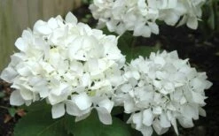 Sister Theresa Hydrangea - 1 Gallon Pot -Hydrangeas Zone Hydrangea Sister Theresa 50 1