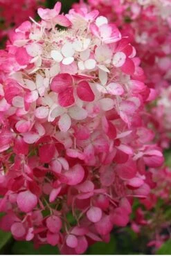Strawberry Sundae Hydrangea - 1 Gallon Pot -Hydrangeas Zone Hydrangea Strawberry Sundae Flower 1 1
