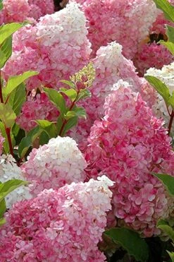 Strawberry Sundae Hydrangea - 3 Gallon Pot -Hydrangeas Zone Hydrangea Strawberry Sundae Flowers 3