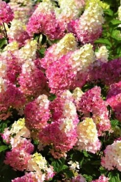 Strawberry Sundae Hydrangea - 3 Gallon Pot -Hydrangeas Zone Hydrangea Strawberry Sundae Flowers 5