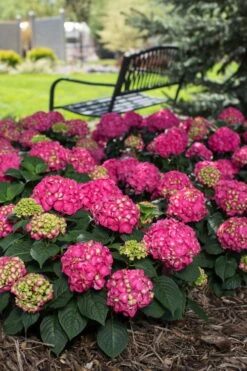 Summer Crush Endless Summer Hydrangea - 6 Gallon Pot -Hydrangeas Zone Hydrangea Summer Crush Endless Summer 3 1
