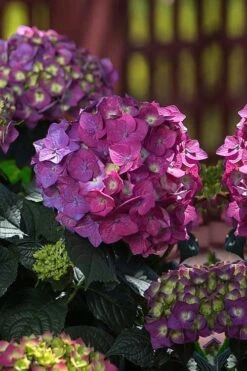 Summer Crush Endless Summer Hydrangea - 2 Gallon Pot -Hydrangeas Zone Hydrangea Summer Crush Endless Summer 4