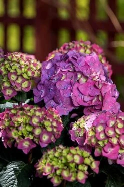Summer Crush Endless Summer Hydrangea - 2 Gallon Pot -Hydrangeas Zone Hydrangea Summer Crush Endless Summer 5