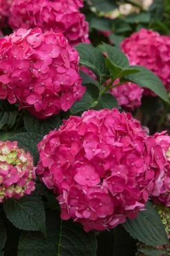 Summer Crush Endless Summer Hydrangea - 3 Gallon Pot -Hydrangeas Zone Hydrangea Summer Crush Endless Summer 6 2