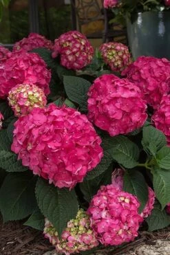 Summer Crush Endless Summer Hydrangea - 7 Gallon Pot -Hydrangeas Zone Hydrangea Summer Crush Endless Summer 7 3