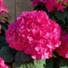 Summer Crush Endless Summer Hydrangea - 2 Gallon Pot -Hydrangeas Zone Hydrangea Summer Crush Endless Summer 8