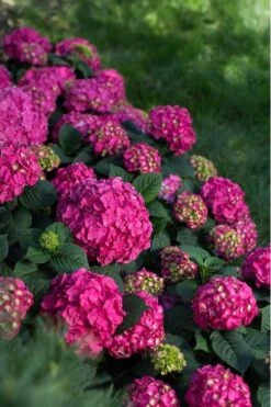 Summer Crush Endless Summer Hydrangea - 7 Gallon Pot -Hydrangeas Zone Hydrangea Summer Crush Endless Summer 9 3