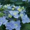 Tuff Stuff Ah-Ha Mountain Hydrangea - 3 Gallon Pot -Hydrangeas Zone Hydrangea Tuff Stuff 2
