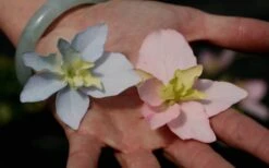 Tuff Stuff Ah-Ha Mountain Hydrangea - 3 Gallon Pot -Hydrangeas Zone Hydrangea Tuff Stuff 3