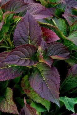 Tuff Stuff Ah-Ha Mountain Hydrangea - 3 Gallon Pot -Hydrangeas Zone Hydrangea Tuff Stuff 4