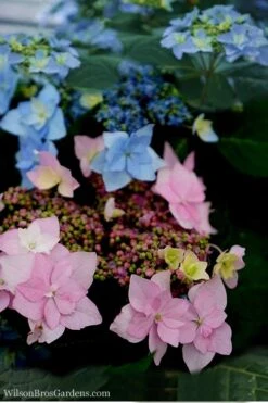 Tuff Stuff Ah-Ha Mountain Hydrangea - 3 Gallon Pot -Hydrangeas Zone Hydrangea Tuff Stuff 5