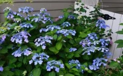 Twist-N-Shout Endless Summer Hydrangea - 1 Gallon Pot -Hydrangeas Zone Hydrangea Twist N Shout Blue Flowers 3