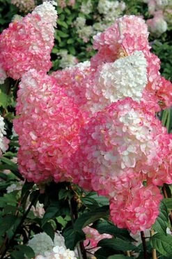 Vanilla Strawberry Hydrangea - 1 Gallon Pot -Hydrangeas Zone Hydrangea Vanilla Strawberry BS 1