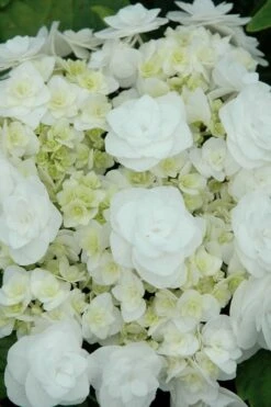 Double Delights Wedding Gown Lacecap Hydrangea - 3 Gallon Pot -Hydrangeas Zone Hydrangea Wedding Gown 2