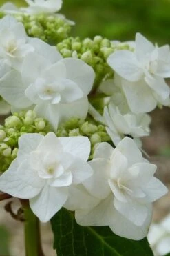 Double Delights Wedding Gown Lacecap Hydrangea - 3 Gallon Pot -Hydrangeas Zone Hydrangea Wedding Gown 23