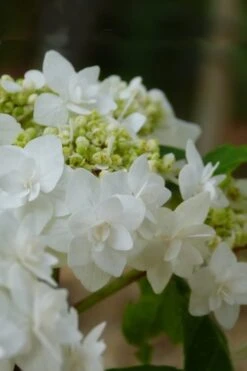 Double Delights Wedding Gown Lacecap Hydrangea - 3 Gallon Pot -Hydrangeas Zone Hydrangea Wedding Gown 4