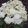 Double Delights Wedding Gown Lacecap Hydrangea - 3 Gallon Pot 1 Double Delights Wedding Gown Lacecap Hydrangea - 3 Gallon Pot -Hydrangeas Zone Hydrangea Wedding Gown 8