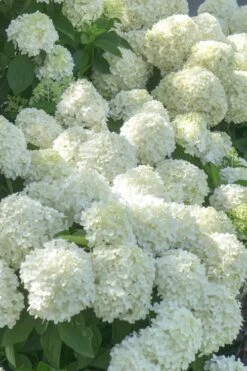 White Wedding Hydrangea - 2 Gallon Pot -Hydrangeas Zone Hydrangea White Wedding 5 x750