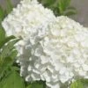 White Wedding Hydrangea - 2 Gallon Pot -Hydrangeas Zone Hydrangea White Wedding Closeup 5 x750