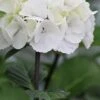 Zebra Hydrangea - 1 Gallon Pot -Hydrangeas Zone Hydrangea Zebra 500x750 1
