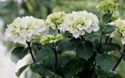 Zebra Hydrangea - 1 Gallon Pot -Hydrangeas Zone Hydrangea Zebra Flowers