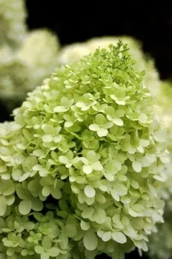 Limelight PeeGee Hydrangea - 2.5 Gallon Pot -Hydrangeas Zone Hydrangea limelightf BS 4