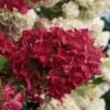 Diamond Rouge Hydrangea - 3 Gallon Pot -Hydrangeas Zone Hydrangia Diamond Rouge 3