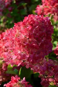 Diamond Rouge Hydrangea - 3 Gallon Pot -Hydrangeas Zone Hydrangia Diamond Rouge 5