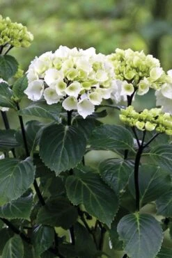 Zebra Hydrangea - 3 Gallon Pot -Hydrangeas Zone Hydrangrea Zebra 11